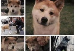 娱乐吃瓜酱怕狗大哥,揭秘“怕狗大哥”背后的故事