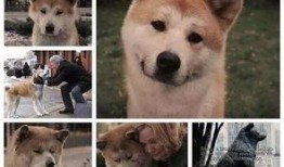 娱乐吃瓜酱怕狗大哥,揭秘“怕狗大哥”背后的故事