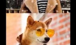 娱乐吃瓜酱怕狗大哥,揭秘“怕狗大哥”背后的故事