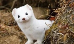 娱乐吃瓜酱雪貂,娱乐界的“雪貂酱”现象解析