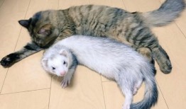 娱乐吃瓜酱雪貂,娱乐界的“雪貂酱”现象解析