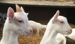 娱乐吃瓜酱外婆养大的羊羊长啥样,娱乐吃瓜酱的温馨回忆